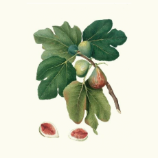 Zondag 24 november 11:00u – Zondag van de Voleinding beluisteren