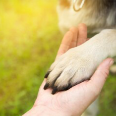 Veertigdagentijd 2025 thema ‘Onverwoestbaar’ – Dag 12 ‘Vriendschap’ Veertigdagentijd 2025 thema ‘Onverwoestbaar’ – Dag 12 ‘Vriendschap’