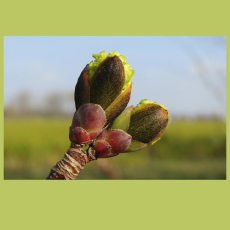 Veertigdagentijd 2025 thema ‘Onverwoestbaar’ – Dag 2 ‘vijftig tinten groen’ Veertigdagentijd 2025 thema ‘Onverwoestbaar’ – Dag 2 ‘vijftig tinten groen’