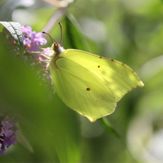 Veertigdagentijd 2025 thema ‘Onverwoestbaar’ – Dag 3 ‘Fenolijn’ Veertigdagentijd 2025 thema ‘Onverwoestbaar’ – Dag 3 ‘Fenolijn’