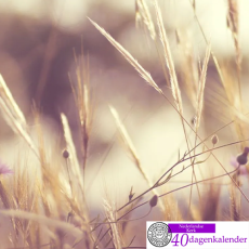 Oproep bijdragen Veertigdagen kalender Oproep bijdragen Veertigdagen kalender