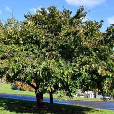 Wek mijn Zachtheid weer – Veertigdagentijd Dag 18