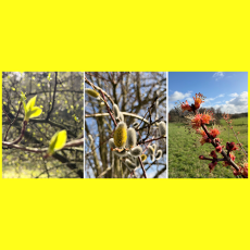 Wek mijn Zachtheid weer – Veertigdagentijd Dag 29 Wek mijn Zachtheid weer – Veertigdagentijd Dag 29