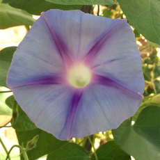 Wek mijn Zachtheid weer – Veertigdagentijd Dag 34 Wek mijn Zachtheid weer – Veertigdagentijd Dag 34