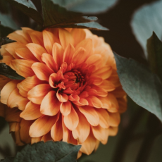 Gardentour 4 juni uitgesteld