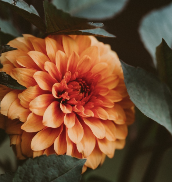 Gardentour 4 juni uitgesteld